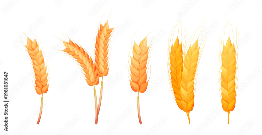 Obraz premium Ripe oat spikelets, isolated set of organic wheat ear. Vector crops and grain for making flour and bread. Tasty and ecological ingredient for cooking. Farming and agriculture, harvesting season