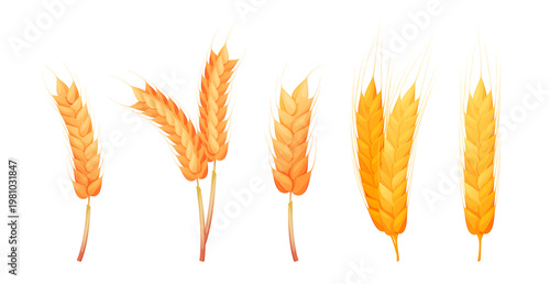 Ripe oat spikelets, isolated set of organic wheat ear. Vector crops and grain for making flour and bread. Tasty and ecological ingredient for cooking. Farming and agriculture, harvesting season