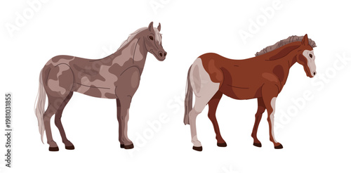 Horses with stains standing in full side profile. Vector isolated set of stallions of different breeds with mane and tail. Equine animals for race and competition, strong creatures with muscles