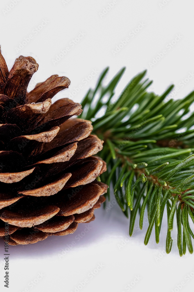 Fototapeta premium A close-up shot of a pine cone sitting next to a pine tree branch. vertical frame