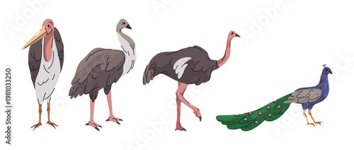 Wildlife exotic animal set. Vector isolated peacock and ostrich, emu and vulture. African fauna preservation and nature diversity. Fauna and jungle creatures. Natural ecosystem and wilderness
