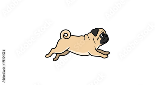 A playful tan pug dog with a distinctive black face mask and a tightly curled tail is captured mid-stride in a fast running motion against white.