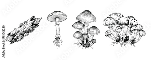 Hand drawn engraving of wild mushrooms and decaying forest tree log clipart vector.