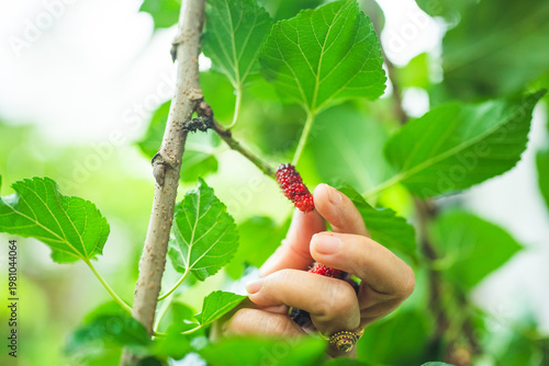Mulberry hand fruit leaf tr...