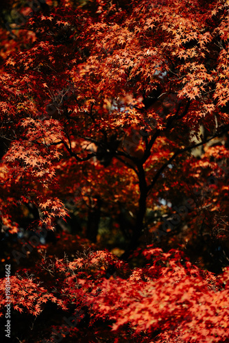 Autumn maple leaf red folia...