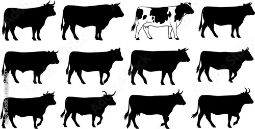 cow silhouette Vector set, cattle silhouettes, diverse breed of cows. Ideal for farm, ranch branding. Perfect for logos, decals. Black, white background. Bulls, cows, standing, walking, running