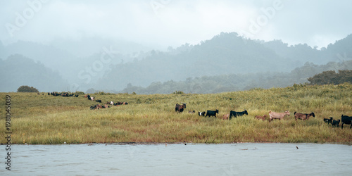 Pasture cattle grassland he...