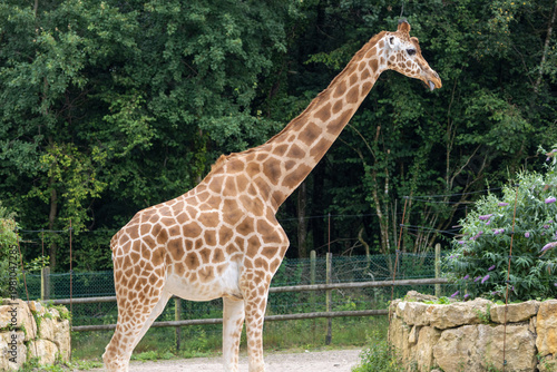 Photography Giraffe Portrait - African Wildlife Close-Up