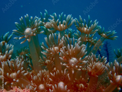 Close-up of soft coral polyps extending delicate tentacles underwater. Detailed macro view of tropical marine invertebrates in blue ocean habitat.