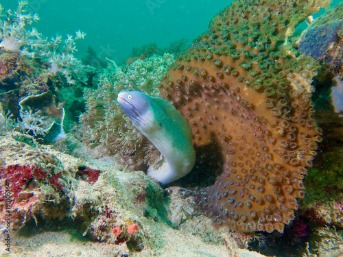 Moray eel emerging from coral reef beside large leather coral. Colorful tropical underwater scene with marine life in natural reef habitat.