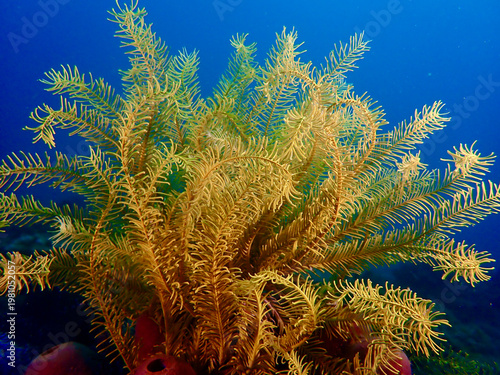 Golden sea lily crinoid spreading delicate feathered arms above tropical reef. Elegant marine invertebrate creating vibrant underwater pattern against deep blue ocean.