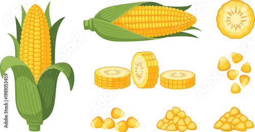 Fresh yellow corn on the cob set with green leaves and sliced pieces, organic sweet corn kernels vector illustration for food marketing.