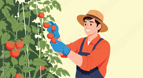 Smiling young male farmer wearing a straw hat and gloves picking ripe red tomatoes from plants in a sunny greenhouse or garden.