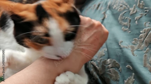 A domestic tricolor cat bites the hand. Aggressive behavior of animals.