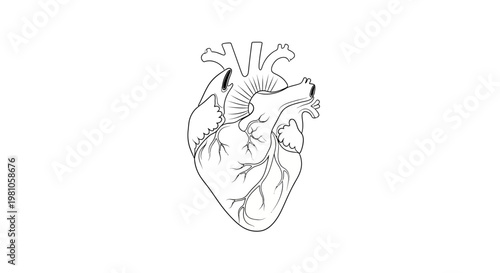 Anatomical heart illustration in detailed line art isolated on white background