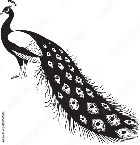 Graceful peacock with elaborate and intricate feather display