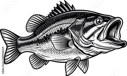 Detailed black and white illustration of a largemouth bass fish