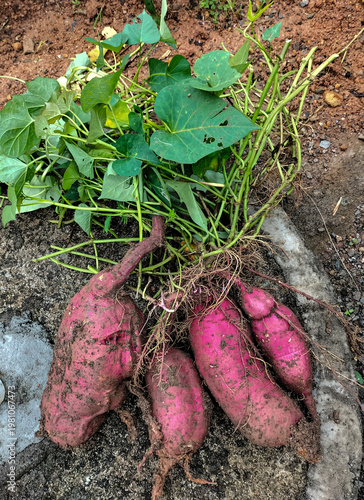 Freshly harvested root tubers in the ground with green plants on top. Depicting the freshness of the harvest, organic farming, and the richness of nature. Sweet potato harvest. Selective focus. 
