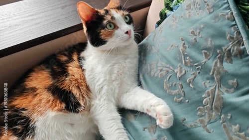 A domestic tricolor cat is lying on the couch resting. The cat looks at the frame in surprise.