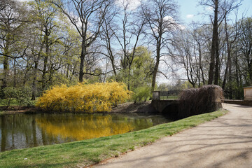 Plexiglas schilderij Reflectie Gele forsythia bij stenen brug lente  © Koralis