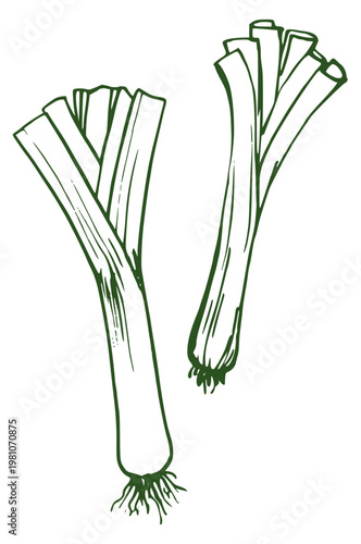 Fresh leek vegetable hand drawn illustration