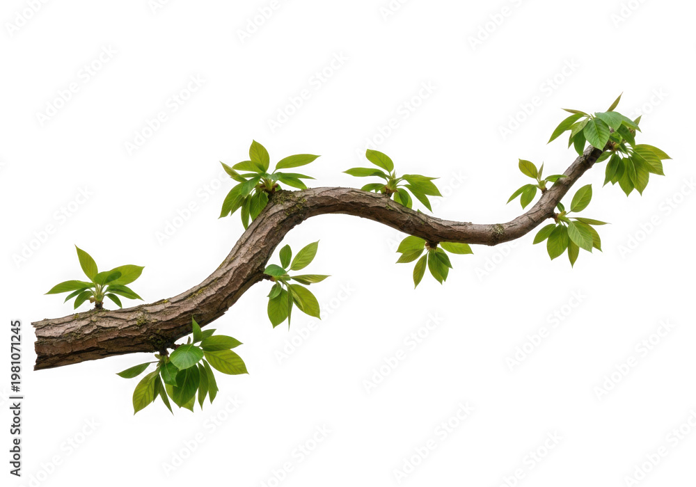 Fototapeta premium A curved tree branch with green leaves isolated on transparent background