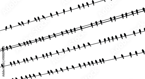 Birds on power lines silhouette vector illustration, black and white minimal nature scene with electric wires, wildlife resting concept design