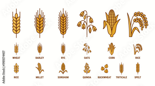 Illustration of various cereal grain icons including wheat barley rice corn and oats on white background, concept for agricultural infographic, healthy food education and product packaging