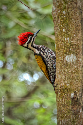 Male Common Flameback (Dinopium javanense) woodpecker perched on a tree trunk in its natural habitat. Beautiful golden-yellow back and red crest detail.