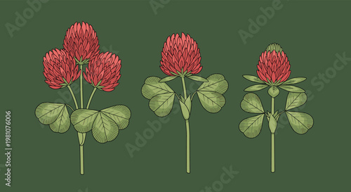 Set of three red clover plants with detailed blossoms and trefoil leaves presented in a scientific illustration style on a dark green base.