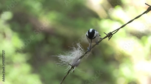 Cincia mora, Coal tit, Periparus ater