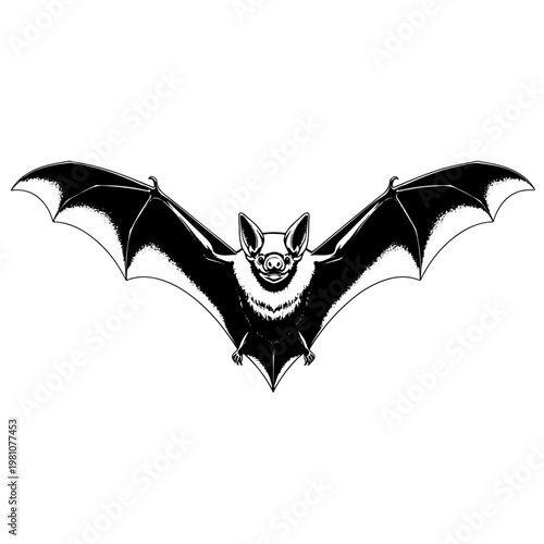 Detailed black and white bat silhouette illustration with spread wings for halloween decoration spooky theme party graphics wildlife conservation awareness and nocturnal animal biology projects.