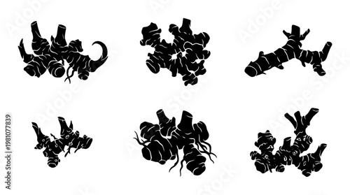 galangal silhouette vector set