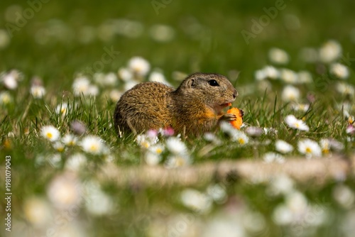 ground squirrel eating a carrot (Spermophilus citellus)