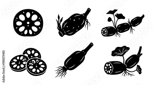 lotus root silhouette vector set