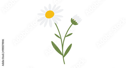 Simple and bright daisy flowers with white petals and a yellow center grow from a single green stem with small leaves.