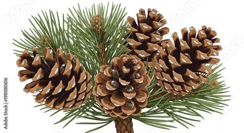 Collection of large brown pine cones nestled among green pine needles creates a natural and rustic forest arrangement.