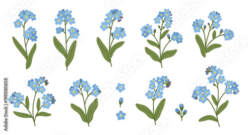 Assortment of tiny blue forget-me-not flower stems and clusters shows various botanical arrangements on a white background.