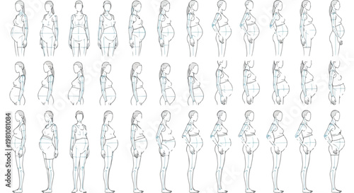 Set of 45 Pregnant Woman Anatomy Sketch Line Drawings