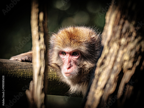 Barbary Macaque Portrait - Wildlife at Zoo