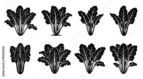 swiss chard silhouette vector set