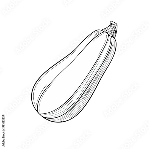 Detailed hand-drawn illustration of a single zucchini vegetable in a minimalist line art style.