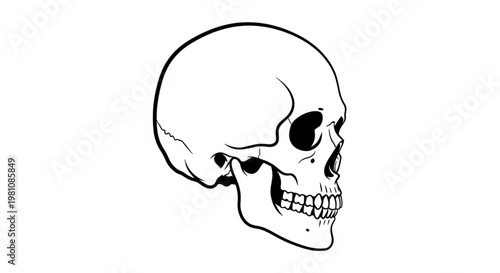 black and white human skull vector 