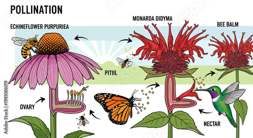 Pollination Process: A detailed illustration showcasing the vital role of various insects and birds in the natural process of plant fertilization. 