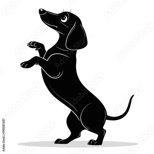Dachshund dog silhouette standing on hind legs in begging pose minimalist vector isolated on white background