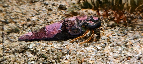 Foto Close up of Hermit crab in conical shell covered with pink and purple coralline algae, resting on sandy seabed
