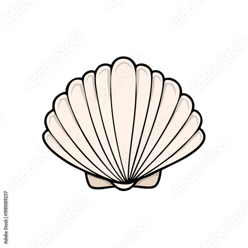 Stylized white scallop shell illustration, detailed and elegant, nautical element