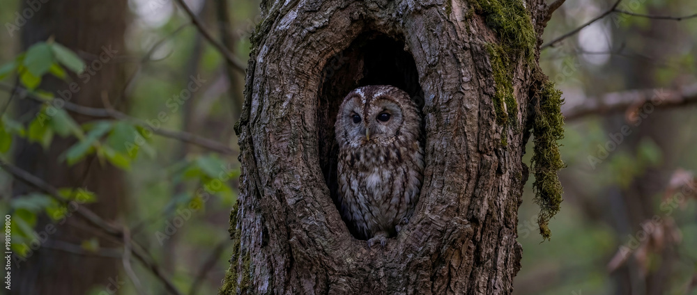 Obraz premium Tawny Owl with striking dark eyes peeks out from hollow of moss-covered, gnarled tree trunk in lush, green forest setting during daytime, showcasing its camouflage and natural habitat