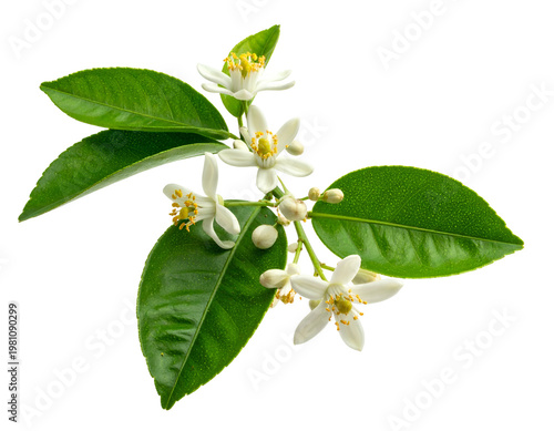 Delicate white blossoms with green leaves on a white background