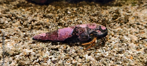 Bilde på lerret Hermit crab in conical shell covered with pink and purple coralline algae, resting on sandy seabed